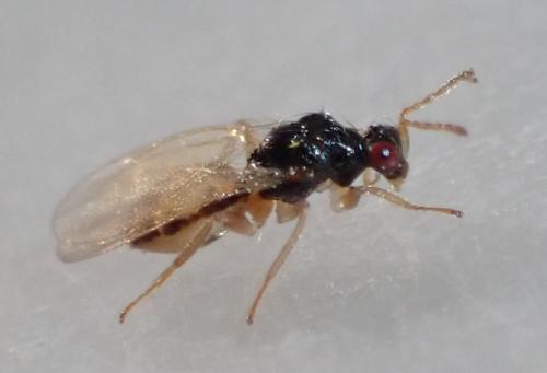 Euplectrus sp.